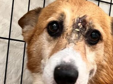 Hond door voorhoofdje geschoten: ''Geluk dat hij nog leeft''