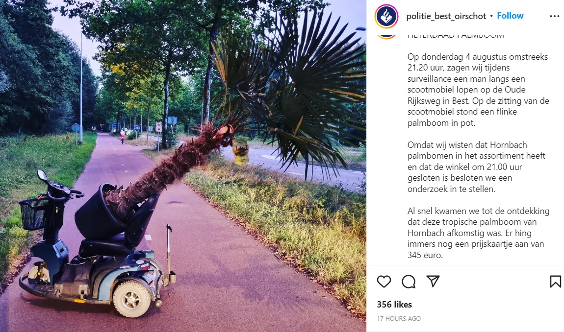 Bizarre foto: Man met scootmobiel jat dure palmboom bij Hornbach