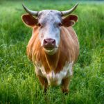 'Levensgevaarlijke stier ontsnapt: "Bel direct 112"