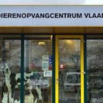 Medewerkers dierenopvangcentrum Vlaardingen zwaargewond door agressieve hond