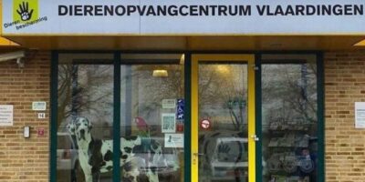 Medewerkers dierenopvangcentrum Vlaardingen zwaargewond door agressieve hond