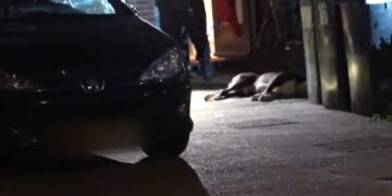 Politie schiet agressieve hond dood: ''Noodzakelijk''