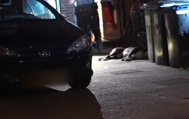 Politie schiet agressieve hond dood: ''Noodzakelijk''