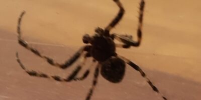 Giftige spin nu ook in Flevoland opgedoken: ''Beet deed week lang flink pijn''