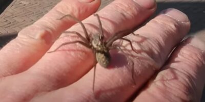 Grote giftige en agressieve spin rukt op op, in heel NL al waargenomen