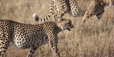 Paniek in Beekse Bergen: Jongen (17) in hoofd gebeten door cheeta