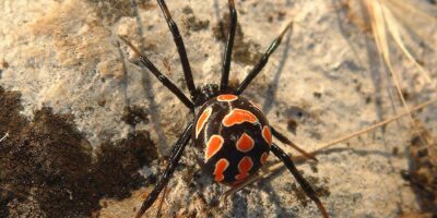 Wederom nieuwe giftige spin opgedoken in Nederland: ''Beet heeft nare gevolgen''