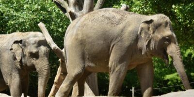 Lief: Aziatische olifant geboren in Blijdorp