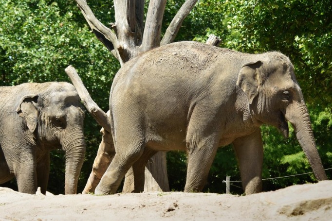 Lief: Aziatische olifant geboren in Blijdorp