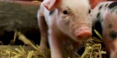 Harteloos dierenleed: 11 pasgeboren biggetjes op vreselijke wijze gedumpt