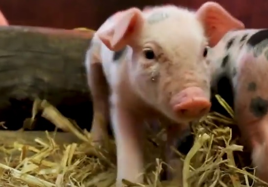 Harteloos dierenleed: 11 pasgeboren biggetjes op vreselijke wijze gedumpt