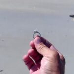Man vindt ring met peperdure diamant op strand, doet het meest onwaarschijnlijke