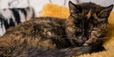 Oudste kat ter wereld is even oud als haar nieuwe baasje