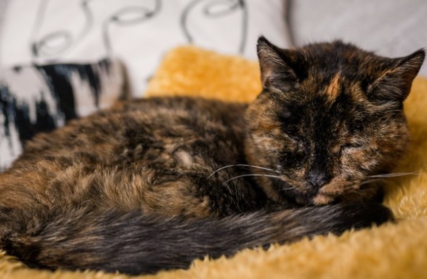 Oudste kat ter wereld is even oud als haar nieuwe baasje