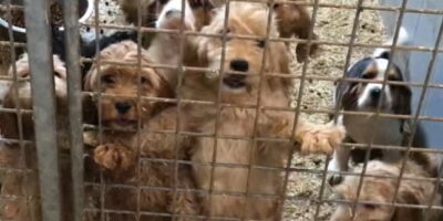 Gruwelijke undercoverbeelden van Illegale puppyfabriek in Brabant