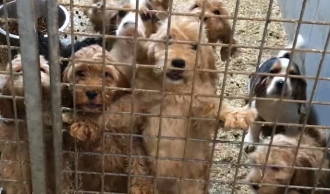 Gruwelijke undercoverbeelden van Illegale puppyfabriek in Brabant