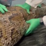 (VIDEO) Onderzoekers snijden dode python open en doen gruwelijke vondst