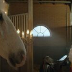 Partij voor de Dieren wil paard van Sinterklaas verbieden