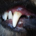 Peutertje (2) zwaargewond in ziekenhuis na hondenbeet