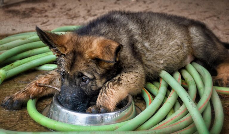 Politiehond werpt aan 18 puppy’s: ”Nog nooit gezien”