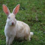 Dodelijke ziekte onder konijnen uitgebroken: 'vaccineren noodzakelijk'