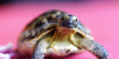 Eigenaar stuurt doodzieke schildpad via PostNL in klein doosje naar opvang