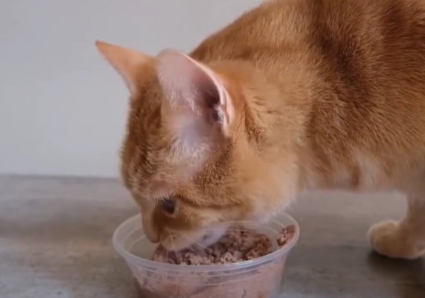 Vrouw laat bejaard koppel dat honger heeft kattenvoer eten