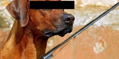 Hond stapt met poot op trekker van pistool en schiet Turk (32) dood