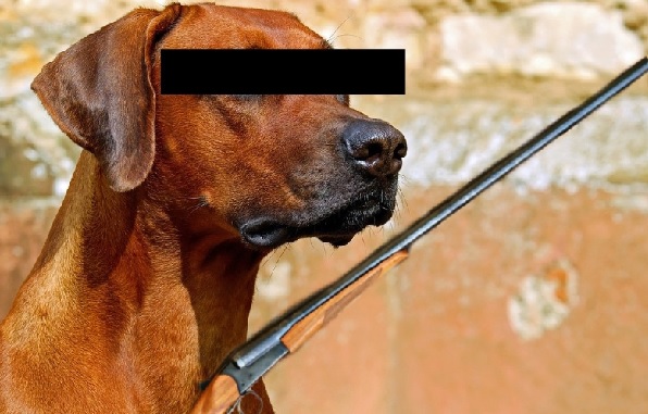 Hond stapt met poot op trekker van pistool en schiet Turk (32) dood