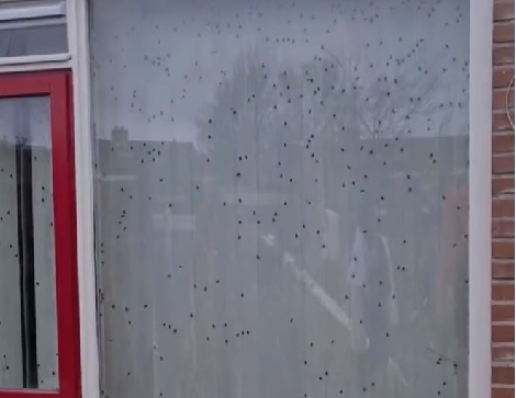 Buren zien 'honderden vliegen' op raam, politie doet gruwelijke vondst