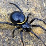Nieuwe exotische en zeer giftige spin opgedoken in Nederland