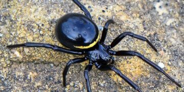 Nieuwe exotische en zeer giftige spin opgedoken in Nederland