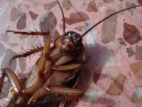 Valentijnsdag-actie: Vernoem een kakkerlak naar je ex en laat hem voeren aan een dier