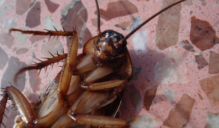 Valentijnsdag-actie: Vernoem een kakkerlak naar je ex en laat hem voeren aan een dier