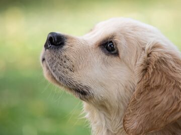 Onderzoekers slaan alarm: 'Honden heel slecht voor milieu'