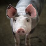 Slager (61) omgekomen tijdens slachten van varken