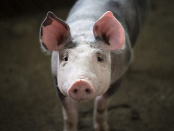 Slager (61) omgekomen tijdens slachten van varken