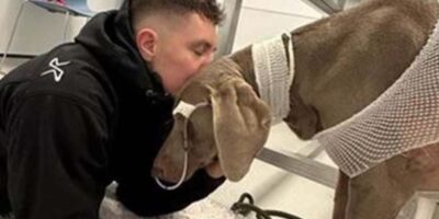 Baasje moet dierenarts 18.000 euro betalen om doodzieke hond te redden