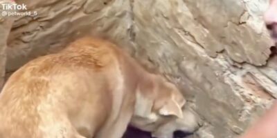 Hond graaft onder het puin om haar puppy's te vinden