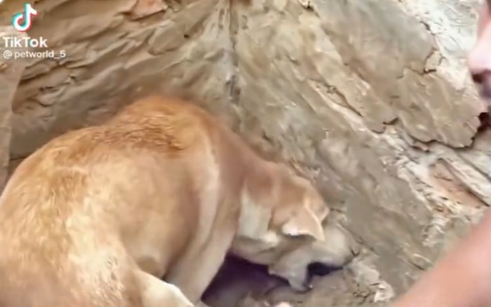 Hond graaft onder het puin om haar puppy's te vinden