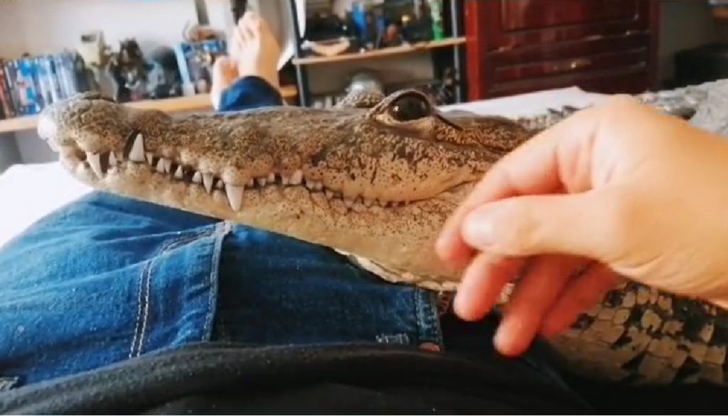 Jonathan is beste vrienden met een krokodil: ''Slaapt ook bij mij in bed''