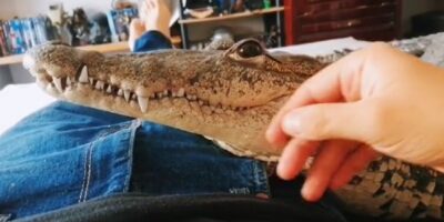 Jonathan is beste vrienden met een krokodil: ''Slaapt ook bij mij in bed''