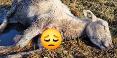 Limburger laat zijn honden los op kudde schapen