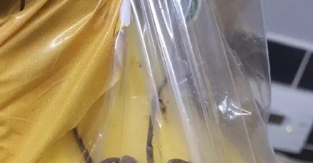 Man koopt zak bananen en schrikt zich kapot van wat eruit komt kruipen