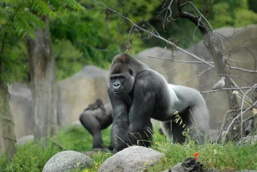Diergaarde Blijdorp in diepe rouw: wereldberoemde gorilla plotseling overleden