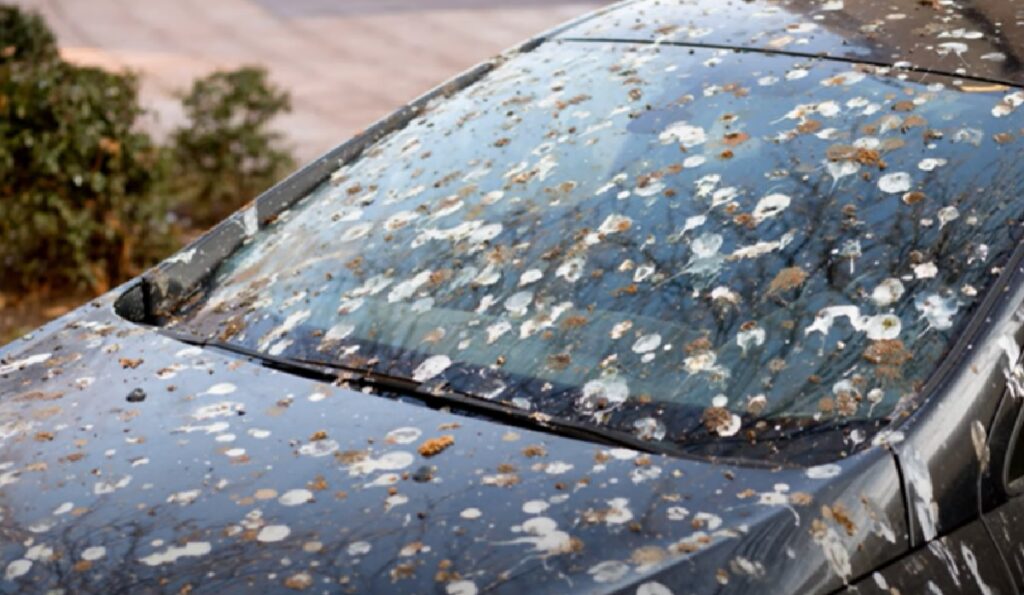 Met deze truc haal je vogelpoep en resten van insecten van je auto zonder schade