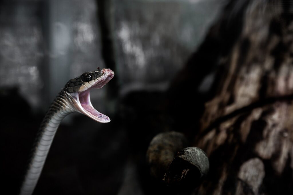 Extreem giftige slang ontdekt: ''Mensen worden in hun slaap verrast''