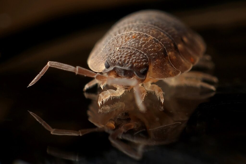 Dit insect verstopt zich in je bed en bijt als je slaapt - zo kom je er vanaf