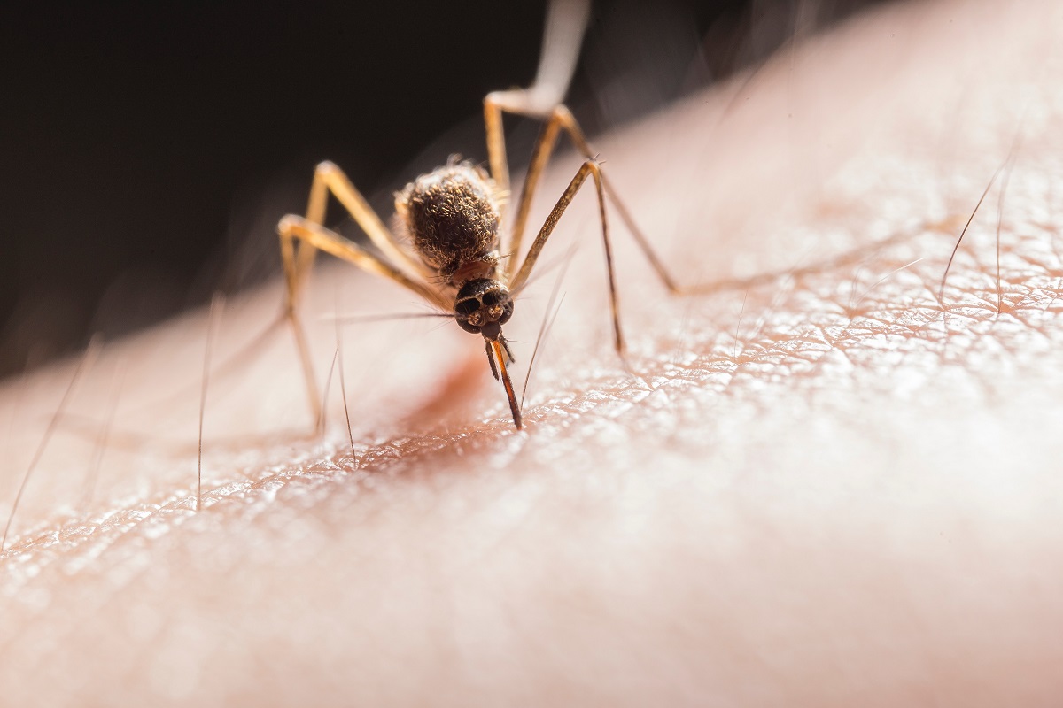 Met deze supertip heb jij deze zomer geen last meer van muggen