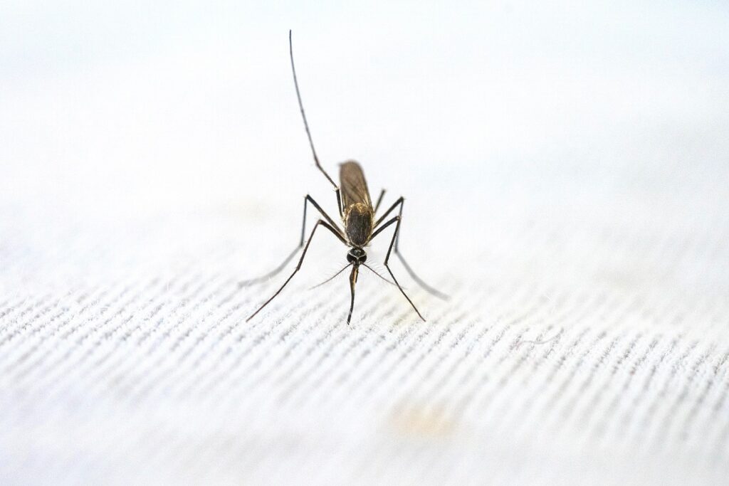 Met deze supertip heb jij deze zomer geen last meer van muggen